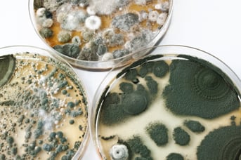 Mold and algal growth on cured coatings